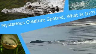 Mysterious Alligator, Fish or Eel Like Creature Off North Carolina Coast - January 2023