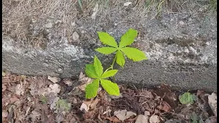 Where to get horse chestnut seedlings from?