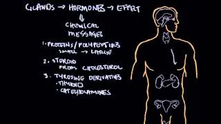 Endocrine system and influence on behavior part 1