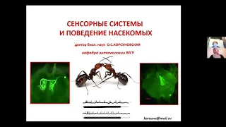 Вячеслав Дубынин ФЧЖ 4 курс 2021 лекция 1 о сенсорных системах насекомых