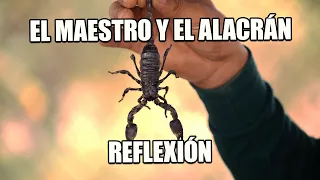 REFLEXION -EL MAESTRO Y EL ALACRÁN, Reflexiones Diarias, Cortas, Motivacion, Mejor Persona, Frases.