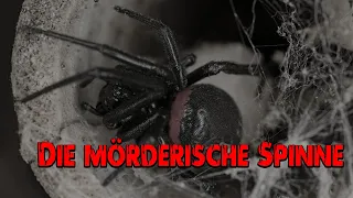 Die mörderische Spinne | Krimi Hörspiel
