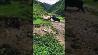 pig sow vs wild boar