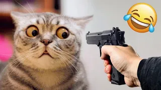 Funny Animals 2024 🤣 | Cat And Dog  Funny Video 🐱🐕 | Funny Animals Video Series  Part 19