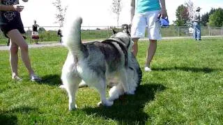 Nanaimo Dog Park (Koallie with her mom Riza)