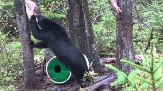 New Brunswick Bear Hunt-May,19/2014-Kevin Bourgoin