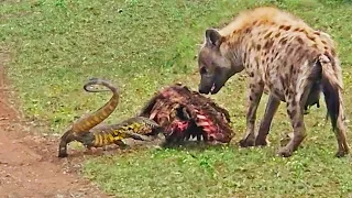 Lizard Protects Zebra Meal by Slapping Hyena in the Face with Its Tail