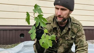 Укрытие 🍇 винограда в зиму, работающий способ для Сибири.
