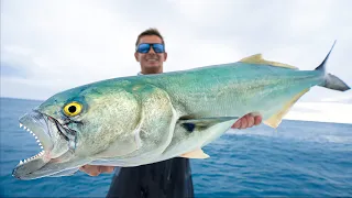 ULTIMATE Trash Fish…Catch Clean Cook! Giant Bluefish