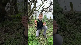 Poison Hemlock v Wild Chervil #nature #foraging #gardening #forager #garden