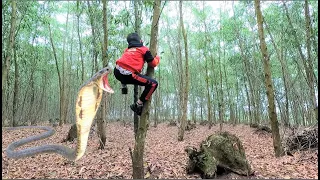 suffocating to rescue a lost boy in the forest attacked by a fierce cobra - king cobra attack