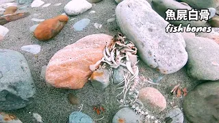 釣魚狂人4K  大甲溪，服務釣友，苦花霞面，雨中出水，巨物白骨 Stream Fishing Taiwan