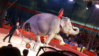 Цирк Дзива 2022 Большой сюрприз Слона