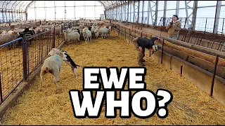 There's something not right with this ewe.  Vlog 773