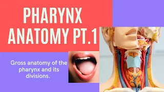 Pharynx Gross Anatomy Pt.1 Divisions of the Pharynx #anatomy