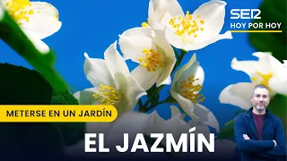 El jazmín y todos sus detalles | Meterse en un jardín, con Eduardo Barba