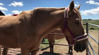 A mystery horse health emergency turned into a master healing