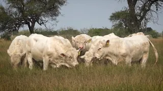 Ganado Charolais de Registro Rancho Sta Dominga