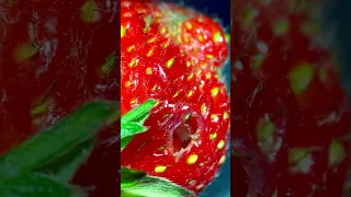 Shocking find in garden strawberry under the microscope!