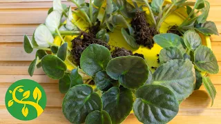 Repotting african violets. So many babies 😊💚😍