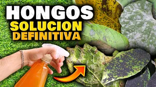 ELIMINA HONGOS en las PLANTAS en MINUTOS y PARA SIEMPRE!! FUNGICIDA CASERO para CUALQUIER HONGO