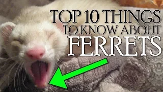 TOP 10 THINGS YOU NEED TO KNOW ABOUT FERRETS!! 2018 [Not Clickbait]