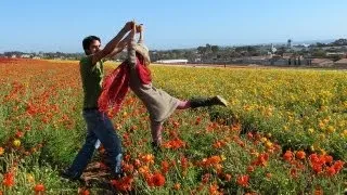 Carlsbad Flower Field