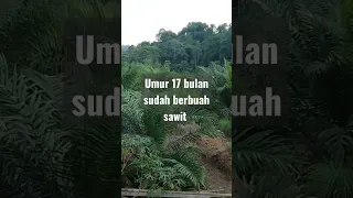 sawit umur 17 bulan sudah berbuah