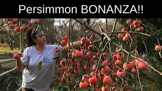 Persimmon BONANZA: fruit from our family of Persimmon trees