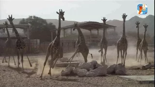 Как бегают жирафы? Прямой эфир Вирри!
