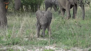 Elephant Herd Antics