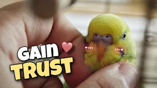 HOW TO: gain budgie's trust | 6 tips for taming a budgie
