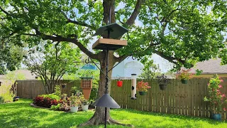 Our Backyard Bird Feeding Stations - come take a look 👀