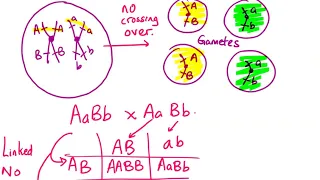 linked vs unlinked genes