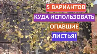 КУДА ДЕТЬ ОСЕННИЕ ЛИСТЬЯ! 5 ОТЛИЧНЫХ ВАРИАНТОВ!