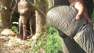 Saving baby Elephant from brutal snare cutting deeply in to the trunk and treated for the injury