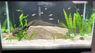 Feeding Black Neon Tetra and Blue emperor tetra