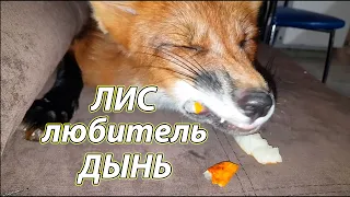 Лис Мики Любит кушать Дыню! Жизнь с Лисой / MIKI THE FOX