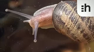 Snail Timelapse : 32x Super Speed