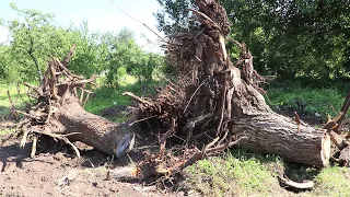 БЫСТРО ИЗБАВЛЯЮСЬ ОТ ПНЕЙ! СПОР С СОСЕДЯМИ! ВЫВЕЗЛИ СТАРЫЙ САРАЙ!