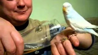 Попугай балуется пивком