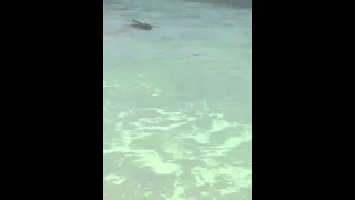 Shark at Siesta Key Beach Florida April 2016