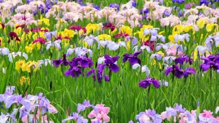 Iris Flowers in Full Bloom | Spring Flower Garden