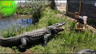 Meet the Legend: Elvis, the Colossal Alligator!