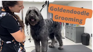 Dog Grooming: Goldendoodle Full Groom & Trim