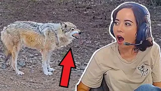 Maya was SHOCKED when the wolfdogs chose their food at Alveus