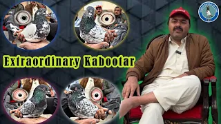 Extraordinary kabootar of Ustad Mian Shahbaz 0301 4048681