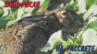 Заяц-русак на рассвете / Brown hare at dawn