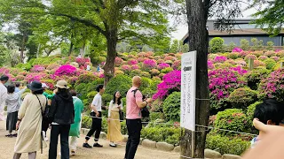 根津神社つつじ祭り🌺東京都文京区根津/NEZU SHRINE TOKYO⛩️🌺