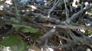 baby roadrunners.avi